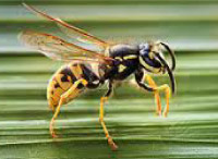 plaga de avispas