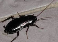 plaga de baratas