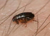 plaga de chinches