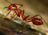 plaga de hormigas