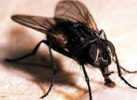 plaga de moscas