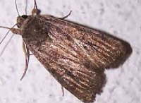 plaga de polillas