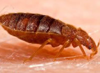 plaga de pulgas