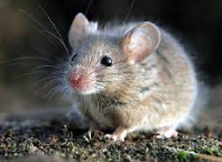 plaga de ratones