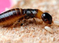 plaga de termitas