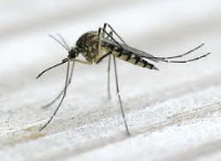 plaga de zancudos